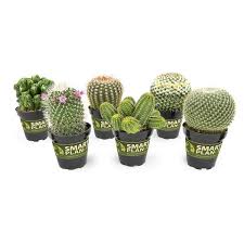 Smart Planet 9 Cm Assorted Cactus Plant