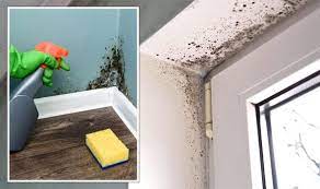 How To Get Rid Of Mould Using Most