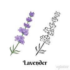 Lavender Branch With Flowers Isolated
