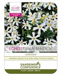 Swan Maiden Gardeners Confidence
