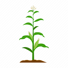 Corn Farm Fruit Harvest Plant