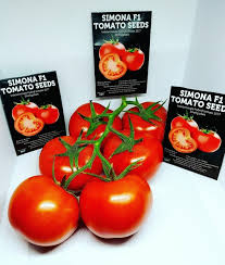Simona F1 Tomato Variety Why Any