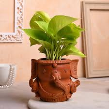 Buy Indoor Plants At Best
