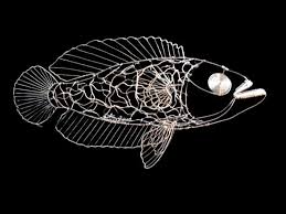 Wire Fish Sculpture 19in X10in X5in