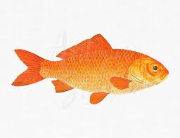 Fish Clipart Orange Goldfish Antique