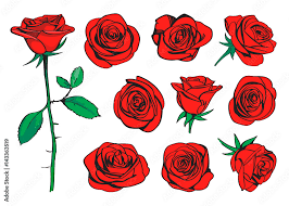 Red Roses Hand Drawn Color Set Black
