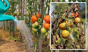 Overwatered Your Tomato Plant