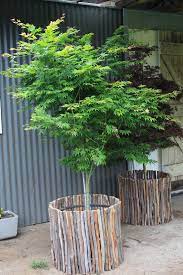 Winter Hill Tree Farm Courtyard Pots