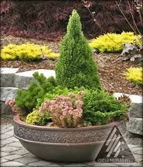 Conifers In Containers Iseli Nursery