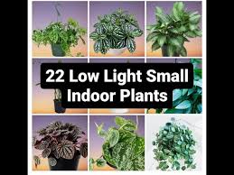 22 Low Light Small Indoor Plants That