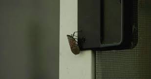 Spotted Lanternfly On Porch Screen Door
