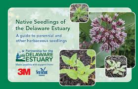 Check Out Our New Native Plant Guide