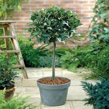 Buy Laurus Nobilis Standard Bay Tree