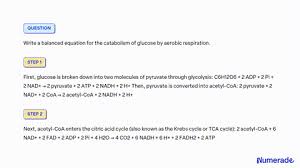 Cellular Respiration Of Glucose