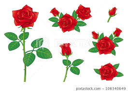 Red Rose Flower Ilration Set Icon