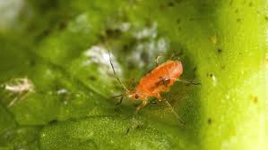 Pests Can Ruin Any Maine Garden