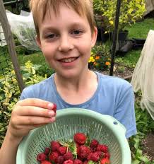 Grow Berries On Your Whanganui Garden