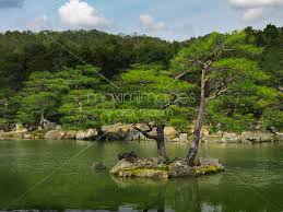 Pine Trees At Japanese Garden In Kyoto