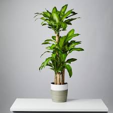 Best 30 Low Light Indoor Plants For