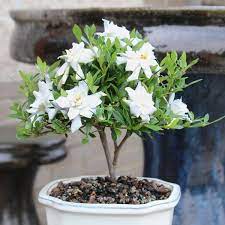 Brussel S Bonsai Gardenia Bonsai Tree