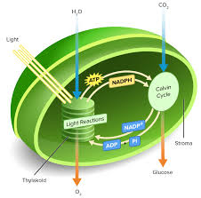 Photosynthesis Summary Read