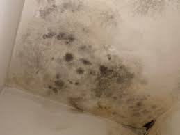 12 Types Of Household Mold You Should