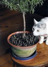Houseplants Aren T A Cat S Best Friend