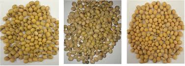 reducing green color in soybeans is
