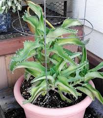 Mother Of Thousands Succulent Plant