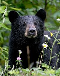 state s most successful black bear hunt