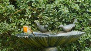 Bird Bath Stock Footage Royalty