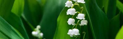 Lily Of The Valley Toxicity In Dogs And