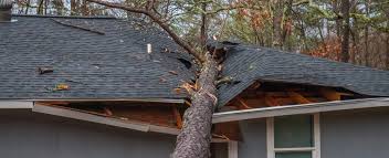 How To Avoid Roof Damage From Trees