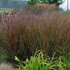 Ornamental Grass Plant