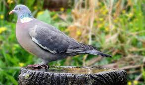 Keep Birds Out Of The Vegetable Garden