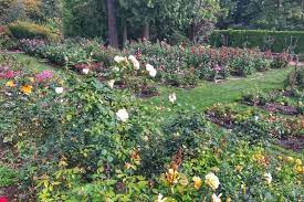 International Rose Test Gardens Is One