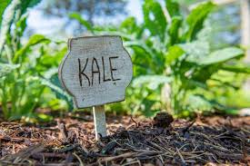 Kale Companion Plants Nourish And Nestle