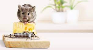 How To Get Rid Of Mice Rats Robert Dyas