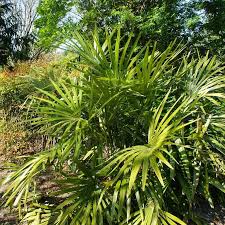 Needle Palm Tree