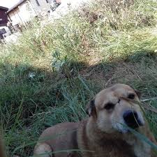 Herbicide Danger For Dogs