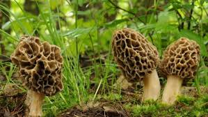 Archaeology Of Mushrooms Morel Chef