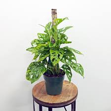 Large Indoor Plants For Low Light