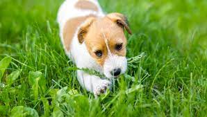 Why Do Dogs Eat Grass Forbes Advisor