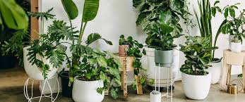 Five Indoor House Plants Even You Ll