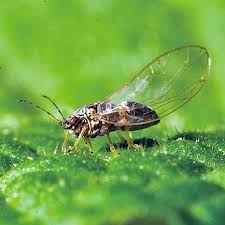 How To Get Rid Of Psyllids Planet Natural