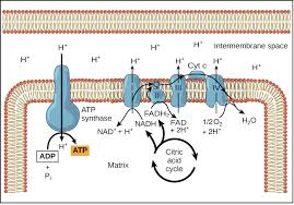 Oxidative Phosphorylation Biology