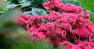 Tips On How To Grow Azalea Plants