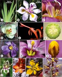 Iridaceae An Overview Sciencedirect