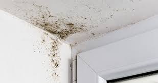 Guide On How To Prevent Mold And Cleanup