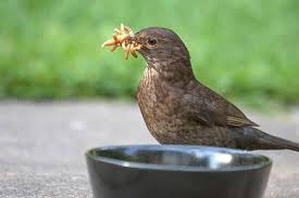 Most Common Garden Bird In The Uk